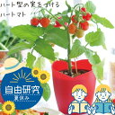 栽培キット ミニトマト ハートマト トマト 室内 野菜 ハーブ 子供 家庭菜園 自由研究 観察 初心者向け 栽培セット おうち時間 食育 学習キット おしゃれ ガーデニング ギフト ポイント消化 5/9…