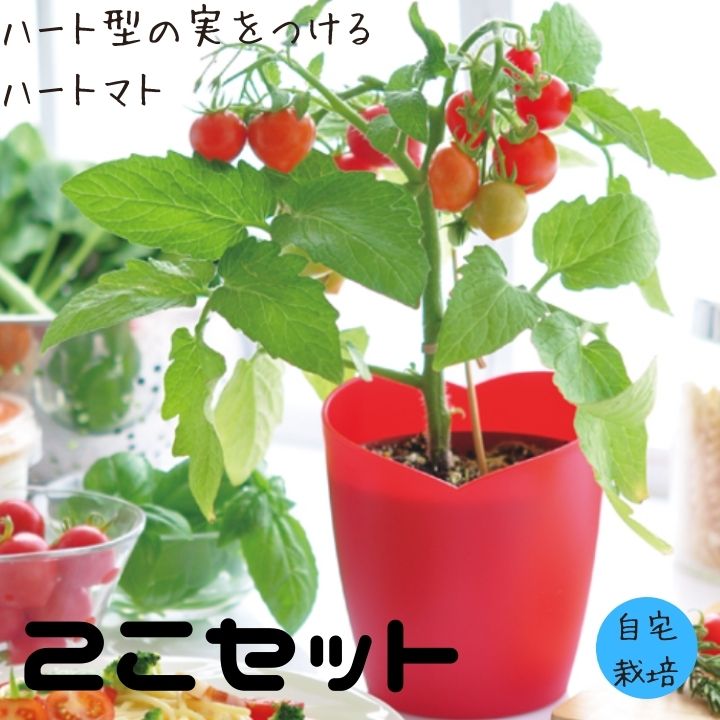 父の日 2個セット ハートマト 栽培キット トマト 室内 野菜 ハーブ 子供 家庭菜園 自由研究 観察 初心者向け 栽培セット おうち時間 食育 学習キット おしゃれ ガーデニング ギフト 誕生日