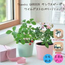 母の日 栽培キット プレゼント ギフト 家庭菜園 おうち菜園 インテリアグリーン ガーデニング 美濃焼 ブーケ お礼 サンクスガーデン ワイルドストロベリー ミ...