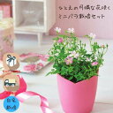 母の日 栽培キット 家庭菜園 おうち菜園 インテリアグリーン 園芸 ギフト おしゃれ かわいい ガーデニング ひとえの可憐な花咲くミニバラ栽培セット ポッキリ ...
