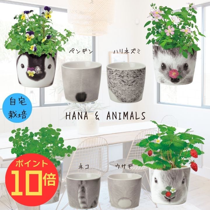 【エントリーでP10倍】シール付 栽培キット 家庭菜園 おうち菜園 ハーブ インテリアグリーン ギフト おしゃれ かわいい ガーデニング ハナ&アニマルズ 体験型ギフト プレゼント ポッキリ ポイント消化