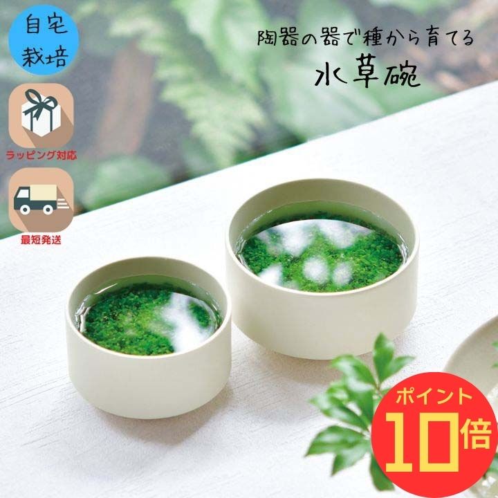 【エントリーでP10倍】シール付 栽培キット 観葉植物 ガーデニング 園芸 室内 観賞 プレゼント ギフト 和風 美濃焼 趣味 アクアリウム スタイリッシュ インテリアグリーン 水草碗Mサイズ 体験型ギフト プレゼント ポッキリ ポイント消化