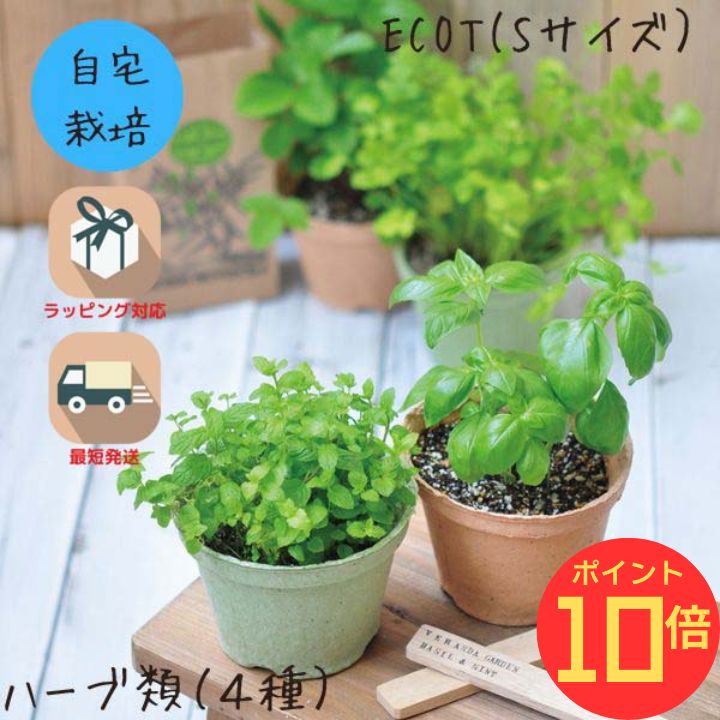 【エントリーでP10倍】シール付 栽培キット 家庭菜園 おうち菜園 インテリアグリーン ギフト おしゃれ ..
