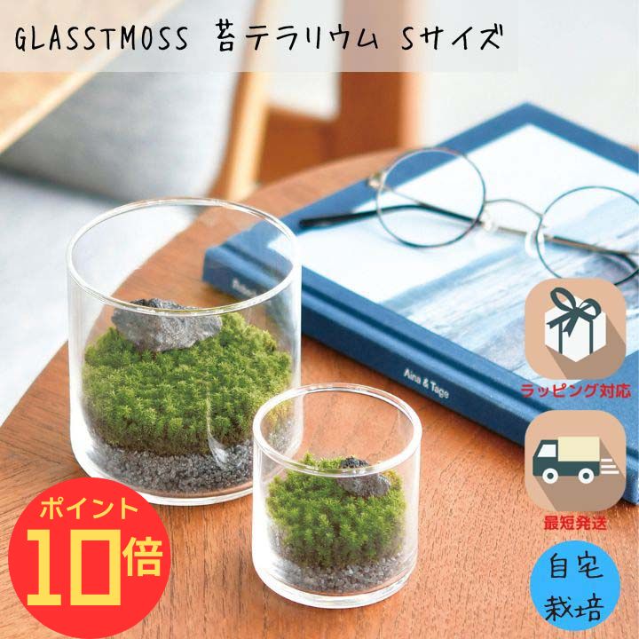 【エントリーでP10倍】シール付 苔 テラリウム 苔テラリウム キット 園芸 栽培キット スナゴケ 苔 こけ 室内ガーデニング グリーンインテリア GLASSTMOSS Sサイズ 体験型ギフト プレゼント ポッキリ ポイント消化