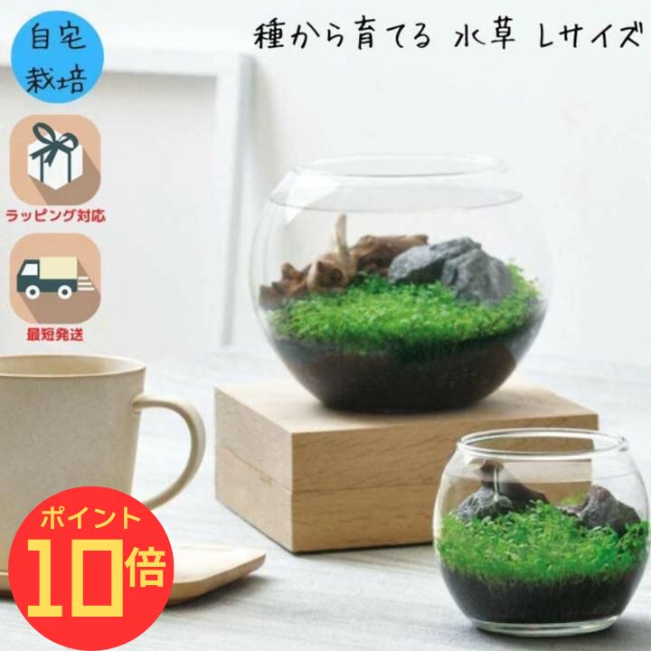 【エントリーでP10倍】シール付 栽培キット 観葉植物 ガーデニング 園芸 室内 観賞 プレゼント ギフト ..