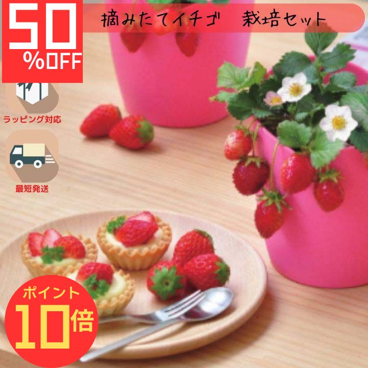 【エントリーでP10倍】シール付 栽培キット 家庭菜園 おうち菜園 インテリアグリーン ギフト おしゃれ かわいい ガーデニング 彩り豊か 食卓 果物 摘みたてイチゴ 体験型ギフト プレゼント ポッキリ ポイント消化