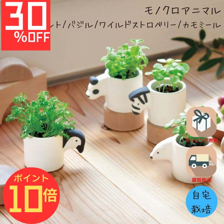 【エントリーでP10倍】シール付 栽培キット プレゼント ギフト 家庭菜園 おうち菜園 おうち時間 シンプ..