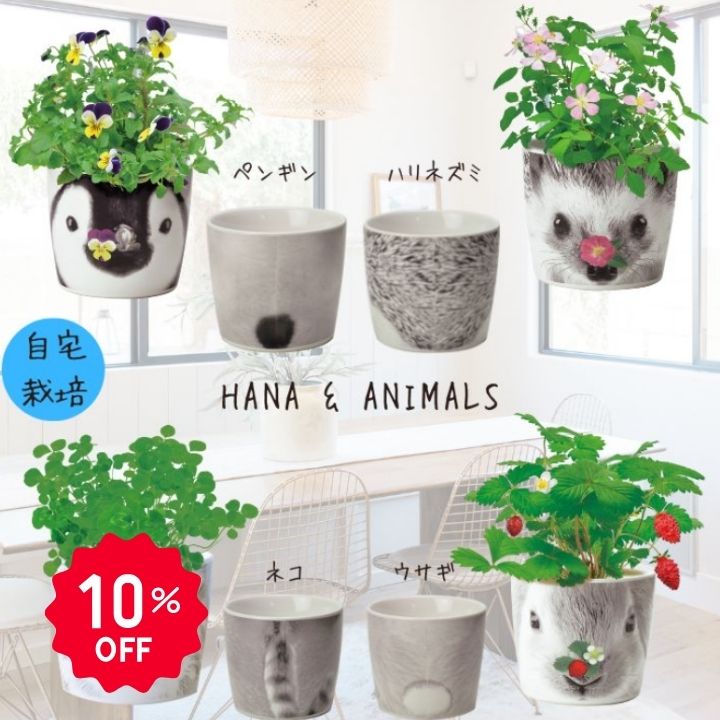 【10％OFF】栽培キット 家庭菜園 おうち菜園 ハーブ インテリアグリーン ギフト お...