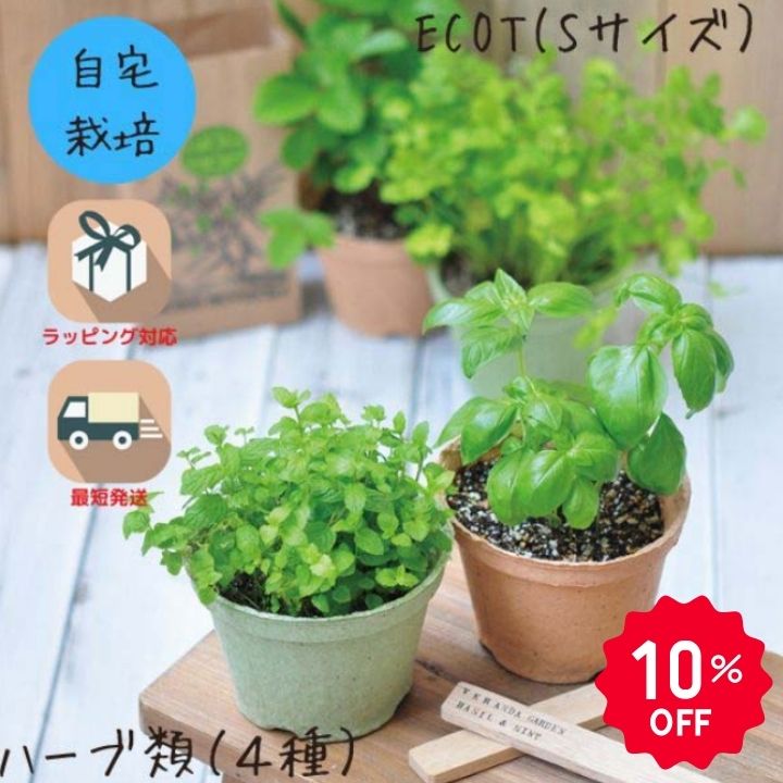 【10％OFF】栽培キット 家庭菜園 おうち菜園 インテリアグリーン ギフト おしゃれ ...