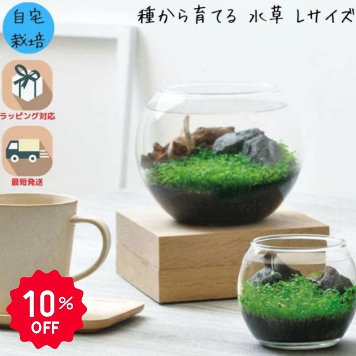 【10％OFF】栽培キット 観葉植物 ガーデニング 園芸 室内 観賞 プレゼント ギフト ...