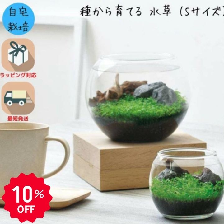 【10％OFF】栽培キット 観葉植物 ガーデニング 園芸 室内 観賞 プレゼント ギフト ...