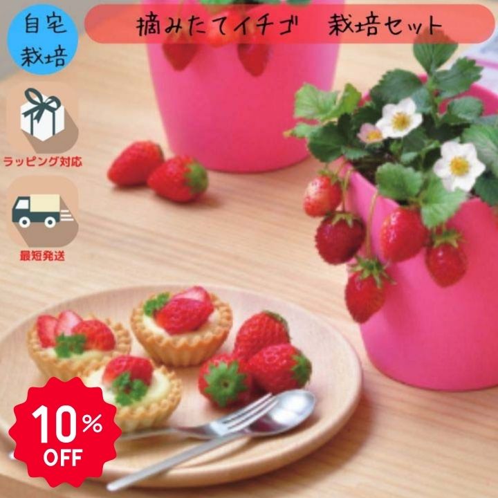 【10％OFF】栽培キット 家庭菜園 おうち菜園 インテリアグリーン ギフト おしゃれ かわいい ガーデニング 彩り豊か 食卓 果物 摘みたてイチゴ 体験型ギフト プレゼント ポッキリ ポイント消化