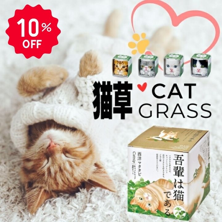 栽培キット 西洋マタタビ キャットニップ 猫草 ペット 愛猫 子供 家庭菜園 自由研究 観察 初心者向け 栽培セット おうち時間 食育 学習キット おしゃれ 