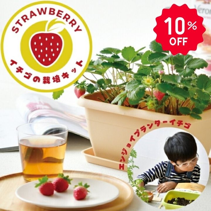 【10％OFF】栽培キット エンジョイプランターイチゴ いちご栽培キット 苺 人気 四...