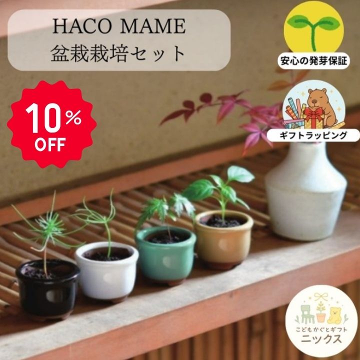 楽天市場】豆盆栽 通販の通販