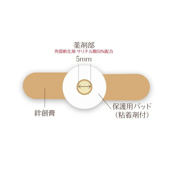 ����2������ʡ� ���ܥ�������Ϲ� ��󥿥å�S 12���� ��������