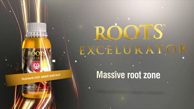 House&Garden ROOTS EXCELURATOR GOLD500mlbŌ`|npv~Ai N[ } |{t y RRp