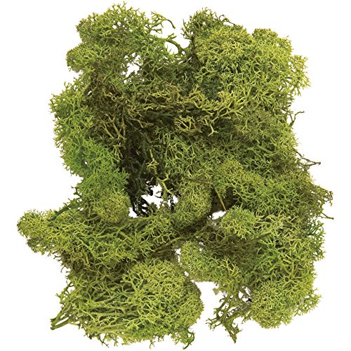 大地農園 プリザーブドフラワー アイスランドモス小袋 フレッシュグリーン 約40g 40g入 DO061071-730