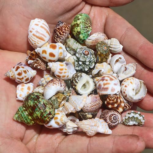 YBGGJO 天然ヤドカリの殻 100g 天然素材 貝殻 ヤドカリの供給 水族館 水槽 ビーチ小物 鉢植え ドリフトボトル ヤドカリの殻 宿替え