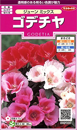 サカタのタネ 実咲花5190 ゴデチヤ ジューンミックス 00905190