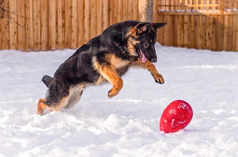 Jolly Pets ��ޤ�ʤ����פʤ��ޤ����ܡ��� The Jolly Egg ����꡼�����å� S������/20.32cm ��å�