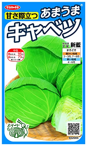 実咲野菜 キャベツ 甘さ際立つあまうまキャベツ 新藍 小袋002914