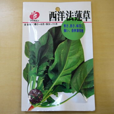 【ゆうメール選択可】西洋法蓮草 種 ほうれん草 種 固定種 ホウレンソウ ほうれんそう 種子