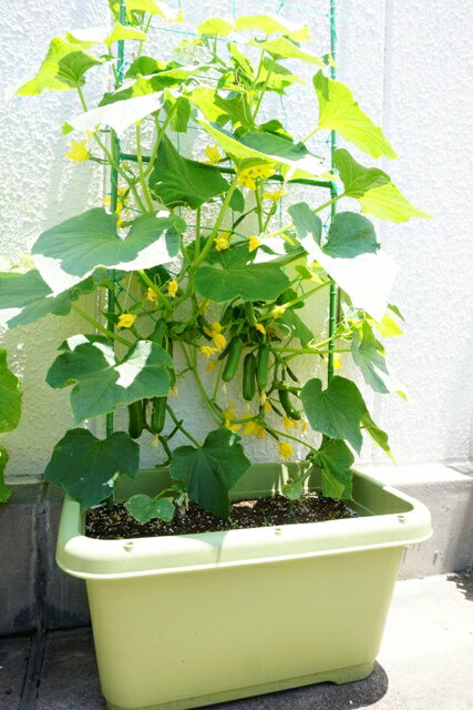 きゅうり２本分の栽培セット 土はタキイ最高級園芸培養土 きゅうり栽培セット 栽培キット キュウリ２本分の土 プランター ネット支柱 種のセット 肥料 最終値下げ 名札 ベランダ菜園 ガーデニング雑貨 きゅうり タキイ土 送料込 プランター菜園 育て方付き 栽培セット