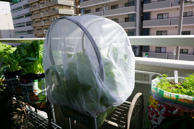 ��褱�ͥå� �����դ� ���󤿤���褱���å� ����ͥå� ��褱���å� �ץ�󥿡� ����� ����С� ��Ļ�ͥå� ����褱 �ץ�󥿡����С� �ͥå� ��å����� �����ǥ˥󥰻���