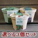 ハーブ 栽培セット 選べる3個セット 栽培キット エコットS3個 エコポット バジル ミント 時間 家庭菜園 ベランダ菜園 キッチン菜園 エコ プレゼント 誕生...