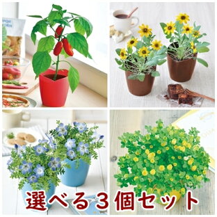 ミニトマト 栽培 セットのおすすめランキング 栽培キット 選べる3個セット ハートマト マイクロトマト 四葉のクローバー イチゴ ヒマワリ パプリカ ネモフィラ 栽培セット かわいい 家庭菜園 キット ミニトマト プレゼント 母の日 父の日 誕生日 栽培 セット ホワイトデー ミニトマト 栽培 セットのおすすめランキング 栽培キット 選べる3個セット ハートマト マイクロトマト 四葉のクローバー イチゴ ヒマワリ パプリカ ネモフィラ 栽培セット かわいい 家庭菜園 キット ミニトマト プレゼント 母の日 父の日 誕生日 栽培 セット ホワイトデー
