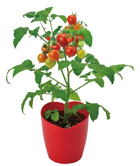 栽培セット 野菜 ハートマト ハート型のミニトマト栽培セット 栽培キット 家庭菜園 キット ミニトマト プレゼント 母の日 父の日 誕生日 栽培 セット バレンタイン ホワイトデー ガーデニング雑貨格安通販　バレンタイン　人気　ランキング