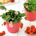 イチゴ 栽培キット 摘みたていちご栽培セット いちご プレゼント 誕生日 ギフト 母の日 父の日 家庭菜園 バレンタイン ホワイトデー 敬老の日 贈り物 ガーデ...