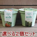 野菜 栽培セット 選べる2個セット 栽培キット エコットM2
