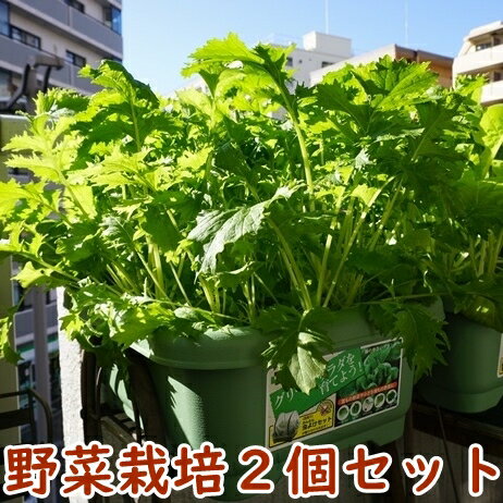 有機種子で育てる野菜の栽培セット 選べる2個セット 栽培セット 栽培キット 野菜 家庭菜園キット 家庭菜園セット おうち時間 園芸 オーガニック ガーデニング 家庭菜園 ベランダ菜園 キット セット プレゼント 誕生日 父の日 敬老の日 ガーデニング雑貨 送料込