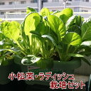 有機種子で育てる野菜の栽培セット 小松菜 ラディッシュ 栽培
