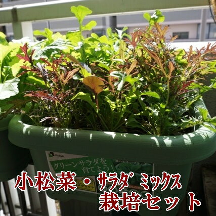 有機種子で育てる野菜の栽培セット 小松菜 サラダミックス 栽培セット 栽培キット 野菜 家庭菜園キット 家庭菜園セット プランター菜園 ベランダ菜園 家庭菜園 プランター タキイ最高級培養土 オーガニック野菜 園芸 キット セット プレゼント 誕生日 母の日 送料込のサムネイル