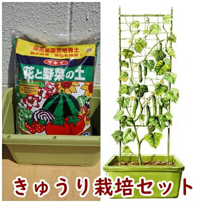 きゅうり２本分の栽培セット 土はタキイ最高級園芸培養土 きゅうり栽培セット 栽培キット キュウリ２本分の土 プランター ネット支柱 種のセット 肥料 名札 送料込 栽培セット 育て方付き きゅうり ベランダ菜園 ガーデニング雑貨 家庭菜園 プランター菜園 最大 オフ