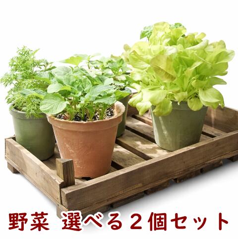 野菜 栽培セット 選べる2個セット 栽培キット エコッ