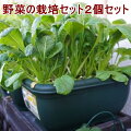 家庭菜園セットで初心者におすすめは？ベランダ菜園で野菜が収穫できるイチオシを教えて！