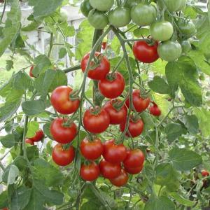 有機種子 固定種 ミニトマト 種 ラウンドレッド 50粒 野菜 種子 オーガニック グリーンフィールドプロジェクト 追跡可能メール便選択可【小袋】【2026年11月期限】 3