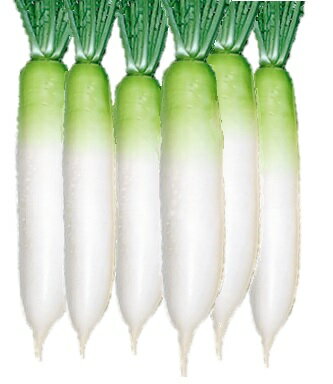 ͭ����� ����� �ļ�ܽ��纬 40γ �� �纬 ����� ��� ��� �������� �ļ��纬 �������˥å� ���꡼��ե�����ɥץ��������� ���ײ�ǽ�᡼��������ġھ��ޡۡ�2026ǯ11����¡�