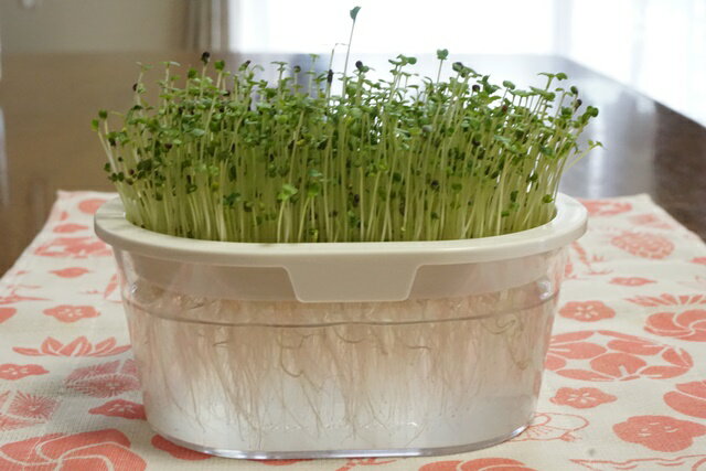 ���ץ饦�Ⱥ��������ƴ� �������ǥ٥� �ۥ磻�� ���ץ饦���ƴ� �� ���ץ饦�Ⱥ����ƴ� ���������� �ȱ���UP ���ץ饦�� ȯ����� �ޥ��������꡼�� �����ƴ� �������˥å� ���꡼��ե�����ɥץ��������ȡ����ա��᡼�����Բġ�