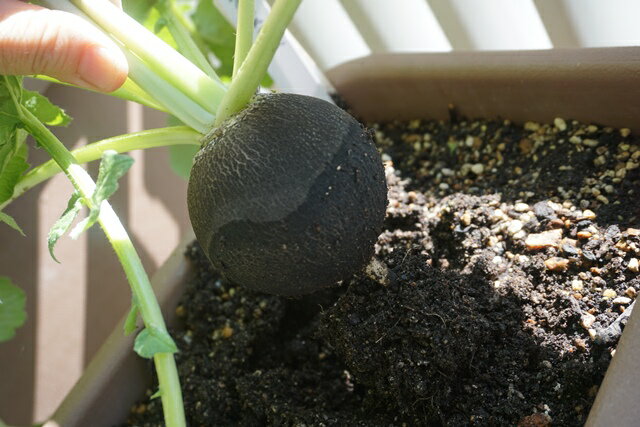 ͭ����� ����� �纬 �� �����纬 3g ��� �֥�å� ���ѥ˥å��� �饦��� ��� �������� �ߥ˴��纬 �������˥å� ���꡼��ե�����ɥץ��������� ���ײ�ǽ�᡼��������ġھ��ޡۡ�2026ǯ11����¡�