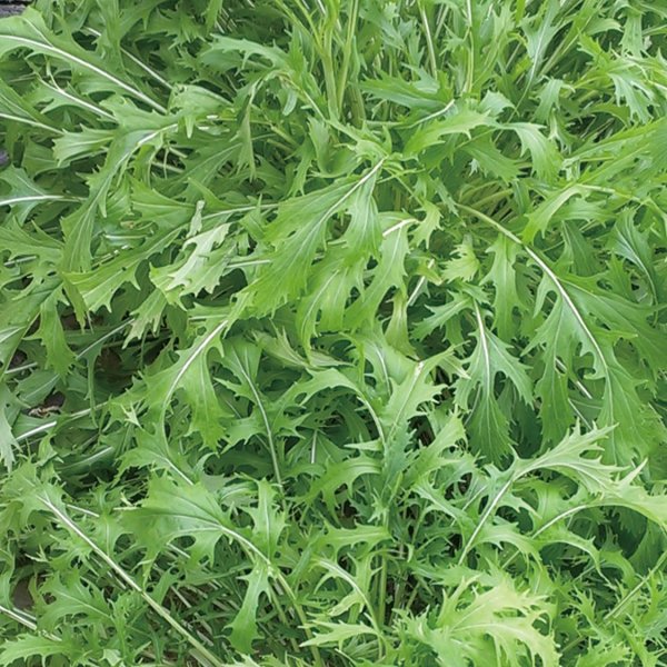 在庫限り 育てやすい定番葉野菜の水菜です 有機種子 固定種 水菜 1 4ｇ 種 在来種 野菜 グリーンフィールドプロジェクト ミズナ 追跡可能メール便選択可 種子 オーガニック