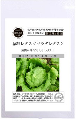 有機種子 固定種 結球レタス 自然栽培の種 サラダレタス 30粒 種 国産 野菜 種子 オーガニック グリーンフィールドプロジェクト 追跡可能メール便選択可【2024年11月期限】