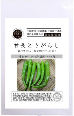 自然農法の種 有機種子 固定種 甘長とうがらし 12粒 種 国産 自然栽培 野菜 種子 国産 オーガニック グリーンフィールドプロジェクト 追跡可能メール便選択可【2024年11月期限】