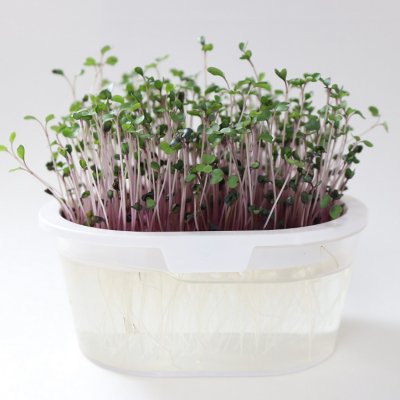 有機種子 固定種 赤キャベツ スプラウト 11g 種 発芽野菜 おうち時間 免疫力UP マ...