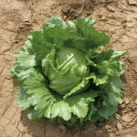 ͭ����� ����� �쥿�� 80γ �� �������С��� ����� ��� ��� ���쥿�� �������˥å� ���꡼��ե�����ɥץ��������� ���ײ�ǽ�᡼��������ġ�2026ǯ11����¡�