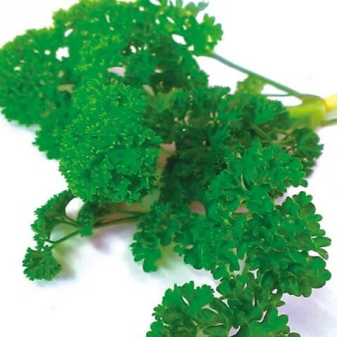 有機種子 固定種 パセリ 0.5g 種 カールドパセリ ハーブ 種子 オーガニック グリー...